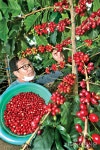 수확 시작한 이천 커피