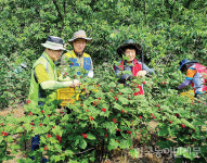 영농철 일손 돕기, 농가에 단비…축산업 이미지 제고 역할 톡톡