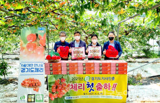 농협경기지역본부, G마크 체리 올해 첫 출하식