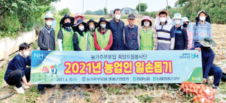 전남 농협중앙회영광군지부, 양파농가 일손돕기 구슬땀