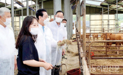 김영록 지사, 동물복지 한우농장에