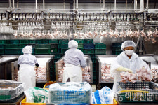 육계 사육마릿수 회복세 빠르지만…