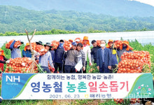 전북 고창 해리농협, 양파수확 현장 일손돕기