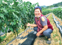 코코리 살포하니 예년보다 생육 좋아 먼저 심은 고추보다 상태 월등