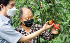 열매·잎마다 수 십 개 구멍 숭숭…복숭아 세균 구멍병 피해 확산