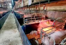 내년 신규예산 편성된 모돈이력제…양돈농가 반발에 귀 닫아