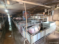 내년 신규예산 편성된 모돈이력제…양돈농가 반발에 귀 닫아