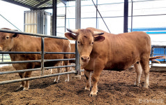 합천축협-농협 축산연구원, 한우 암소개량 성과…1.3톤 수퍼한우 탄생
