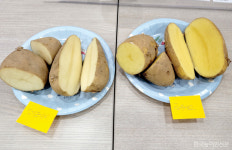 골든에그·얼리프라이 감자, 식자재용 적합