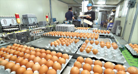 달걀 한판 7000원 이상돼야 생산비 충당 가능