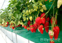부여 굿뜨래 명품딸기 본격 출하