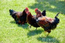 축산과학원, 31일까지 우리맛닭 씨닭 분양 희망농가 신청 받아
