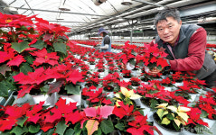 크리스마스 앞두고…포인세티아 농장 바쁜 손길