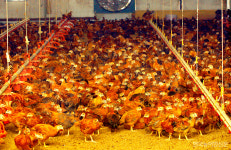 축산업 허가요건 강화 축산법 시행령 개정 논란