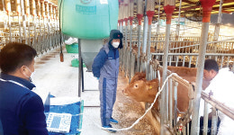 경매가 2015만원 슈퍼한우 나왔다