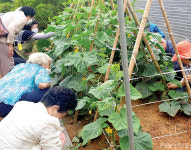 충남도 농촌체험 인기몰이