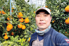 제주 감귤품평회 한라봉 은상 강경민 씨