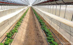 극심한 인력난 어떡하나…영농철 앞두고 깊어지는 한숨