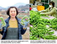 농부의꿈 영농조합법인ㅣ혈당 낮추는 당조고추…일본 딛고 세계로