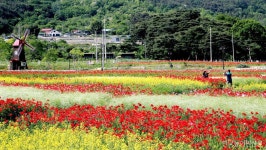 하동 북천에 1억 송이 꽃양귀비 만개…경관농업직불 최대 규모