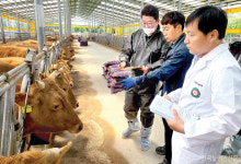 [동행취재] 한우산업 위기…적극적인 한우개량 나서야