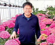 국내 최대 절화수국 수출단지, 품질 높여 시장 다변화 박차