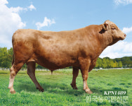 한우보증씨수소 15두 선발