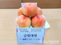 복숭아 신품종 금빛대명 당도·크기·보구력 뛰어나