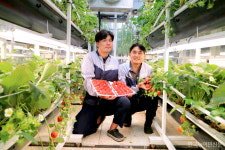 딸기 여름재배…사계절 내내 출하 드림팜 스마트팜 기술 주목