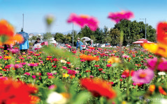 전국은 가을꽃 축제 한창