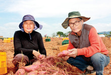 일손 없는데 다른 데로 가버릴라 상전 모시듯…환장하겄소