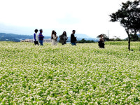 가을로 물든 와흘 메밀 문화제 11월 6일까지 계속