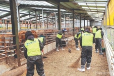 농협사료, 횡성 축산농가서 일손돕기