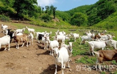 자연·동물·사람 상생하는 방목생태축산농장 올해 9곳 추가 지정