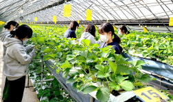 인하대 사회봉사단, 김포시 농가 방문해 일손돕기