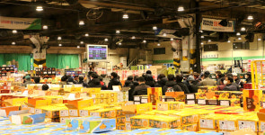 제주 손님들 감귤 경매 깜짝 방문…국민 비타민C 많은 사랑을