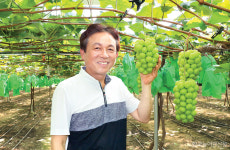 쇠퇴하던 포도산업에 비친 희망…샤인머스켓으로 새 지평