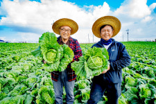 고창 가을배추, 한솥도시락과 만났다