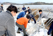 농관원 직원 90여명, 전남 폭설피해 농가 돕기