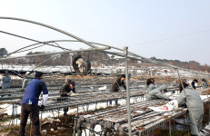 농관원 직원 90여명, 전남 폭설피해 농가 돕기