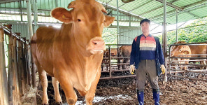 계묘년 첫 1120kg 슈퍼한우 탄생 화제