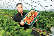 한파 이겨낸 고품질 딸기 비결은?