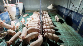 옥천초량부산물 | 버려지는 부산물 먹이로 활용…'생산성·고급육·탄소중립' 다 잡았다
