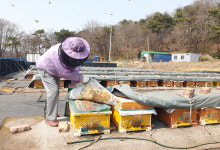꿀벌 감소 방지 효과 입소문...농가 수익 향상에 도움