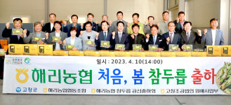 고창군, 봄철 참두릅 본격 출하