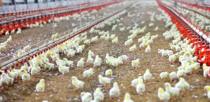 하림 닭고기 250만 마리 확대 공급…수급·가격 두마리 잡는다