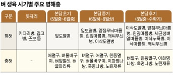 "가루쌀 '바로미2' 생육 저조 땐 중간물떼기 생략을"