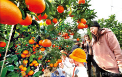 경기도 이천서 체험하는 감귤 따기