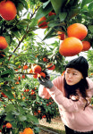 경기도 이천서 체험하는 감귤 따기