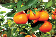 경기도 이천서 체험하는 감귤 따기